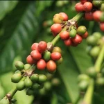 Coffee Branch