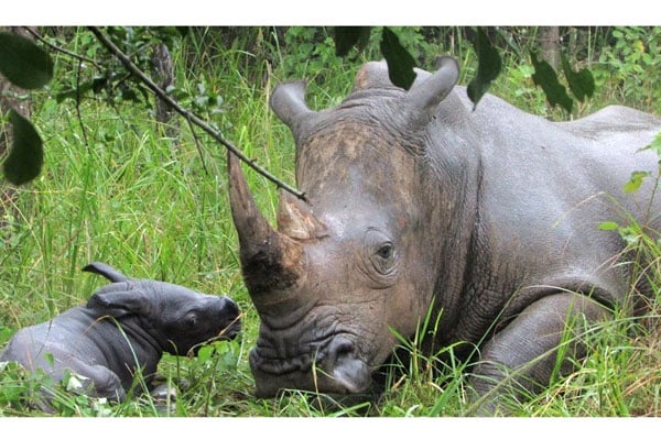 Rhino Naming Drive Raises Shs490 Million Rhino Naming Drive Raises Shs490 Million