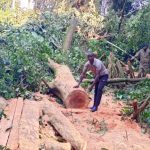 Kalangala illegal logging