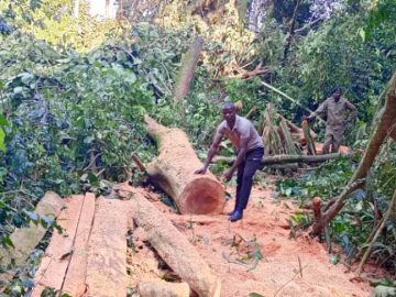 Kalangala illegal logging