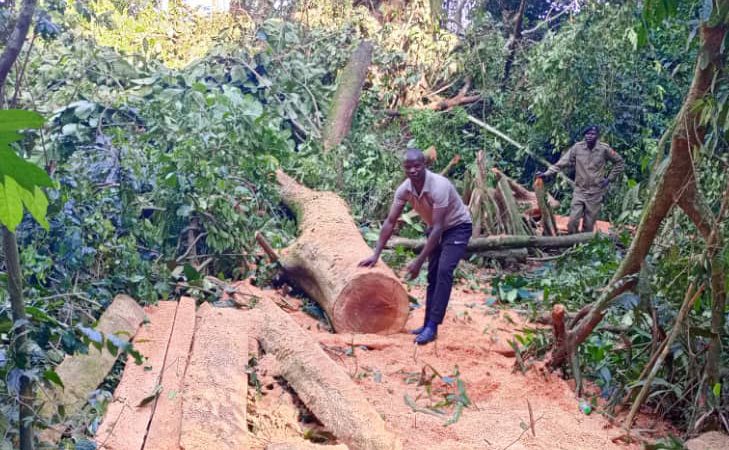 Four Arrested in Kalangala for Illegal Logging