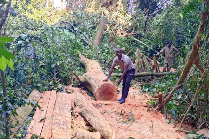 Kalangala illegal logging