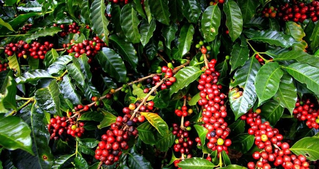 Uganda raw exports