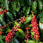 Uganda raw exports