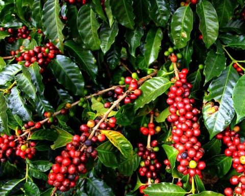 Uganda raw exports