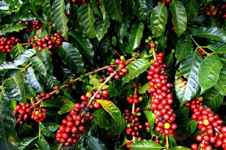 Uganda raw exports